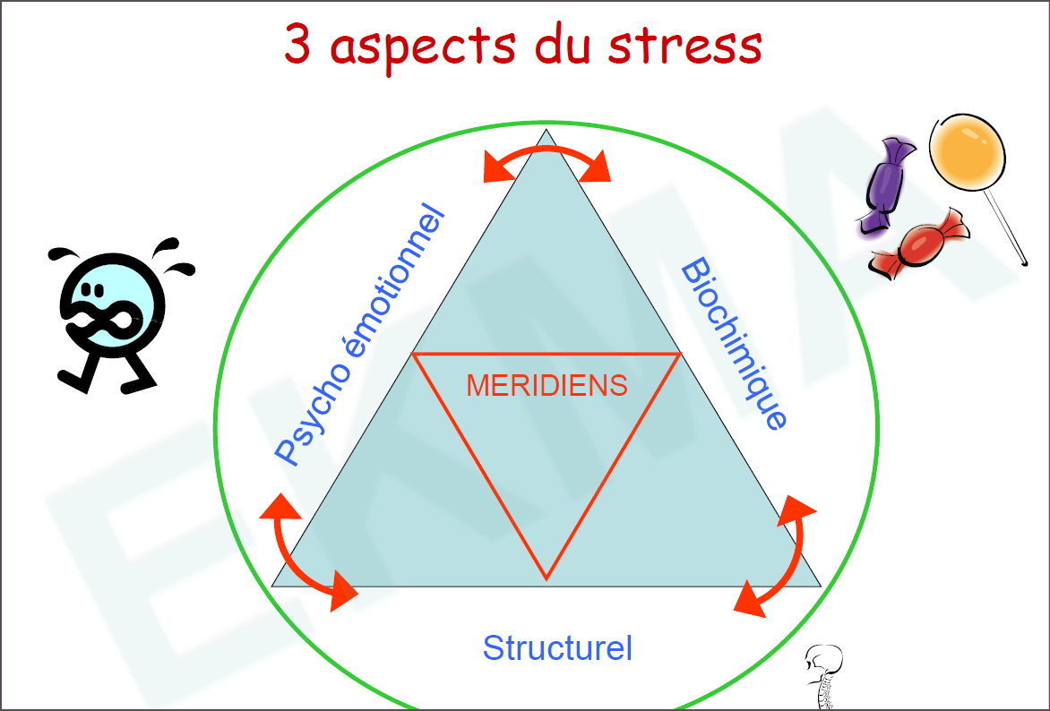 3 aspects du stress kin2sio